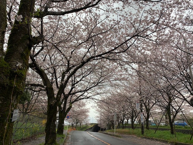 雨の日の🌸